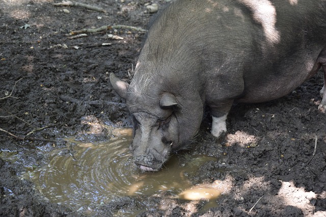 为什么朗格 为什么朗格