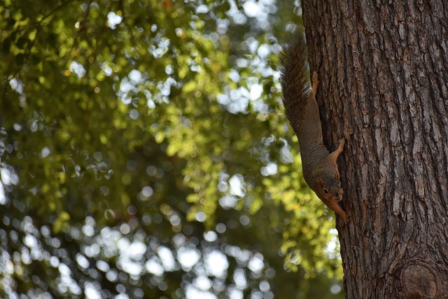 球迷的信念 球迷的信念